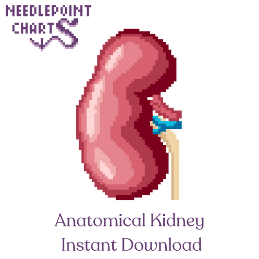 Anatomical Kidney Chart for Needlepoint or Cross Stitch - Instant Download